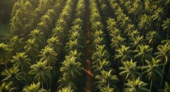 Palm Oil Leads Rivals, Offering Attractive Returns
