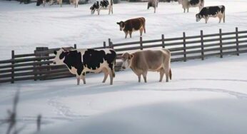 Cow Dung Fuels Hydrogen in Japanese Town