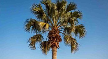 Palm Oil at a Crossroads: Indonesia and Malaysia 2030 Decline