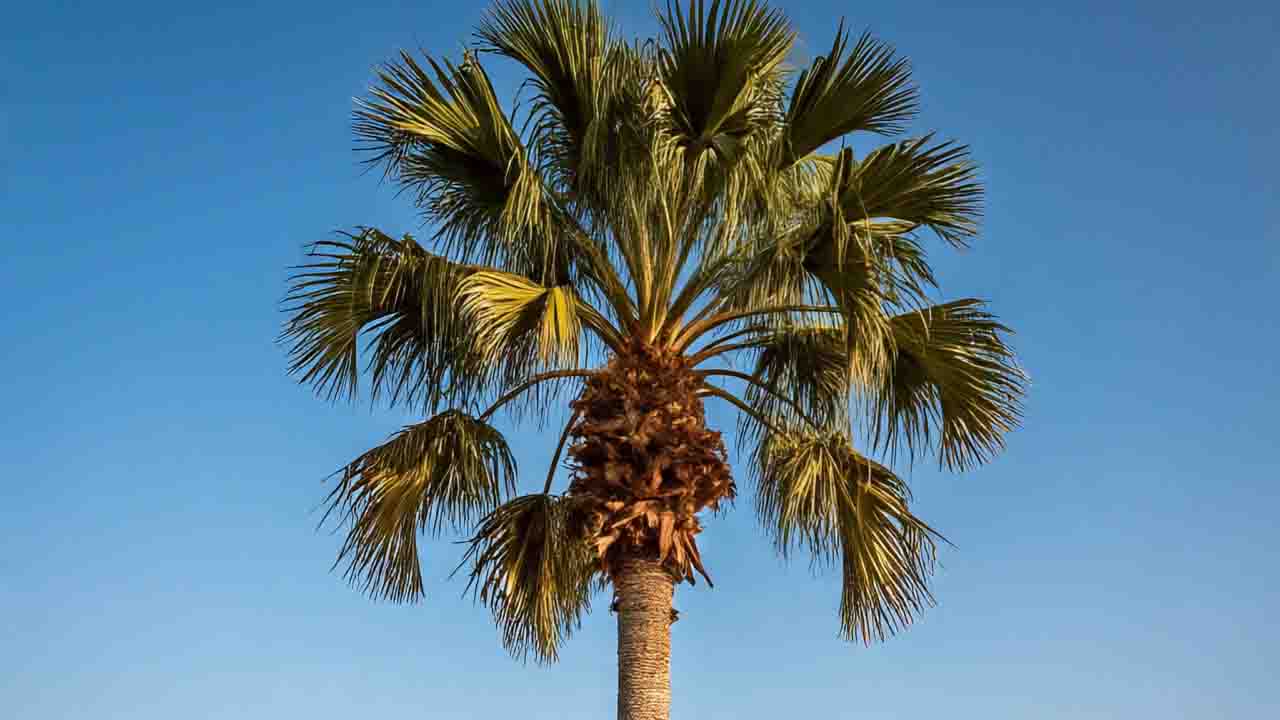 Palm Oil