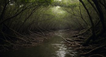 Nature-Based Solutions as Core Strategy for Asia-Pacific Resilience